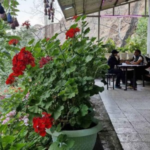 کافه در پناهگاه پلنگچال